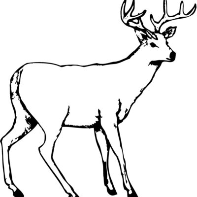 DEER002 Thumbnail