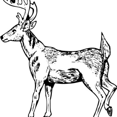 DEER019 Thumbnail